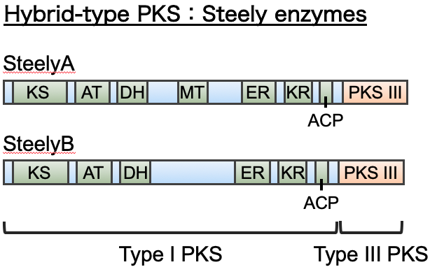 Steely enzymes