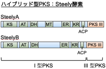 Steely enzymes